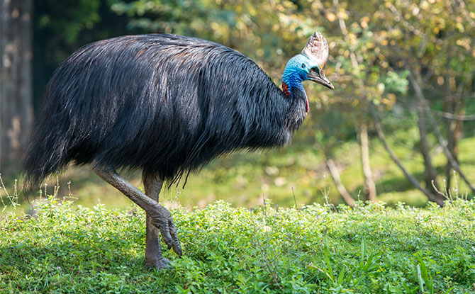 Cassowary