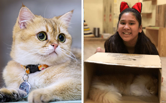 free cat food samples singapore
