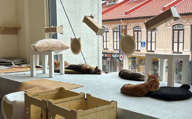 Cat Paradise