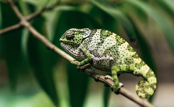 Chameleon