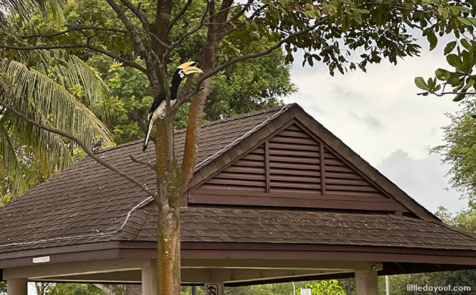 Hornbills at Changi Beach Park