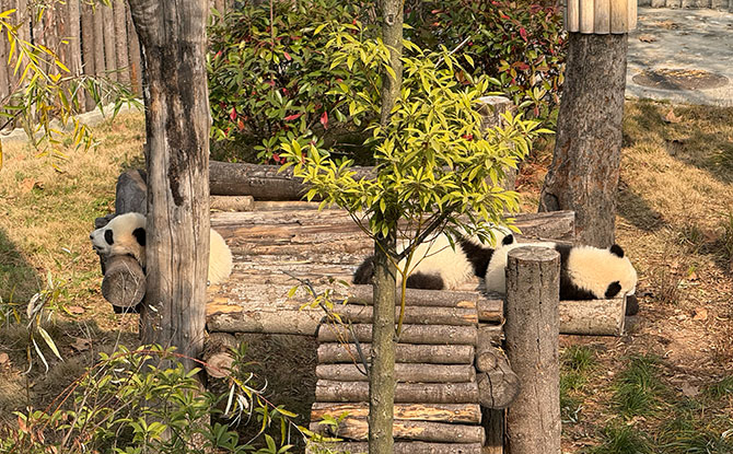 Chengdu With Kids: 8D7N Family-Friendly Holiday – More Than Just Pandas 12 Panda spotting