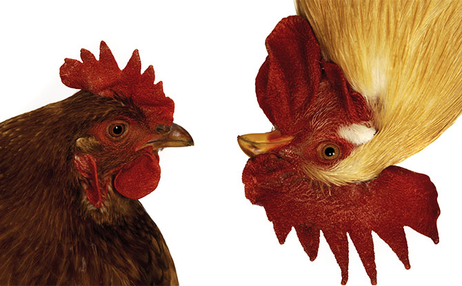 110 Funny Chicken Jokes That'll Get You Clucking With Laughter