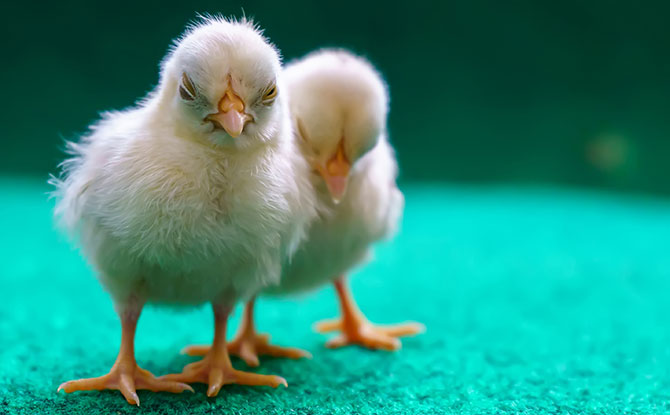 Funny Chicken Jokes to Get Everyone Egg-cited