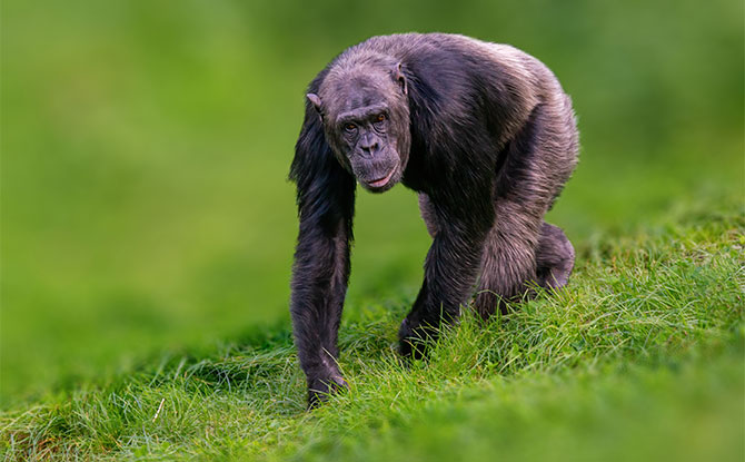 Chimpanzee