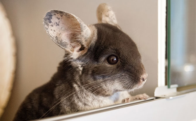 Chinchilla