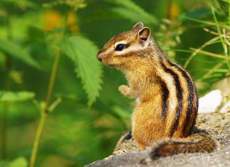 Animals Starting With C: Amazing List Of 33 Animals With Fun Facts Chipmunk