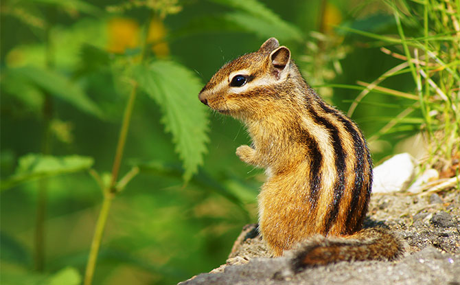 Chipmunk