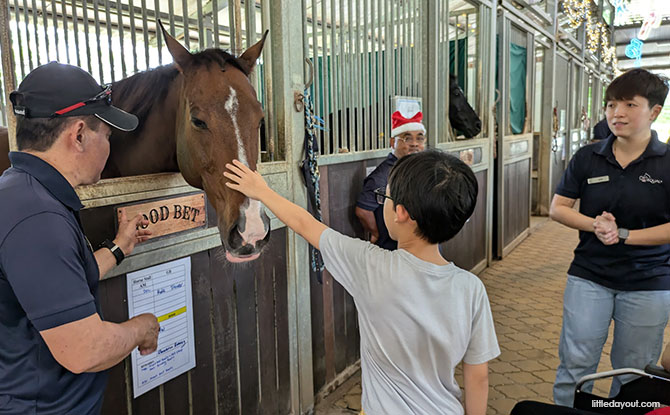 Christmas At The Stables: A Meaningful Yuletide With Horses