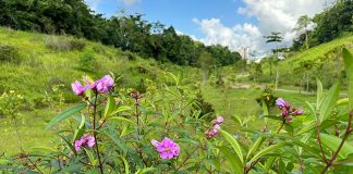 Clementi Nature Trail: A Section Of The Park Is Open
