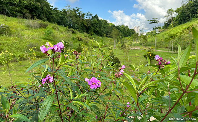 Clementi Nature Trail: A Section Of The Park Is Open