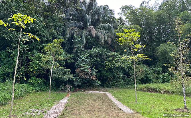 More to Come at the Clementi Nature Trail