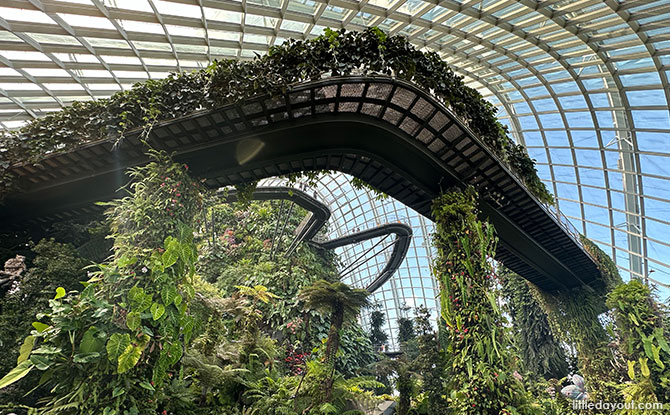 Looking up at the Cloud Forest