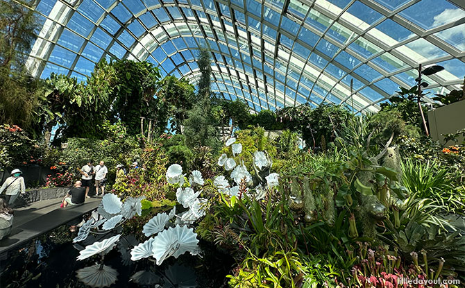 The Lost World garden at the top of Gardens by the Bay Cloud Forest