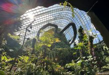 Gardens By The Bay Cloud Forest: Misty Mountain In A Dome (& 5 Useful Tips) Gardens By The Bay Cloud Fores