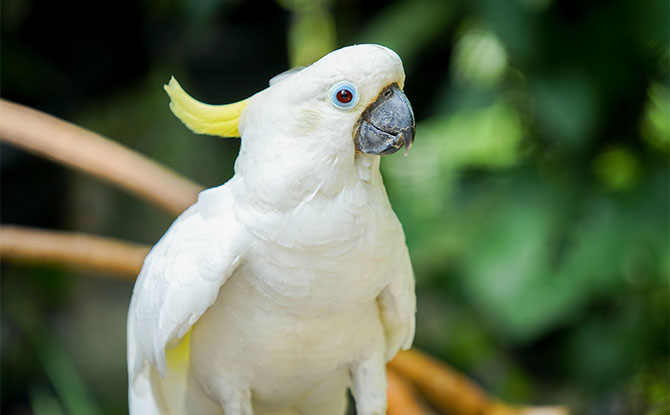 Cockatoo