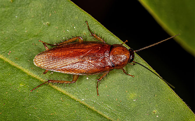 Cockroach