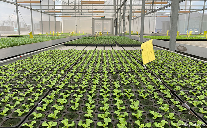 Greenhouse at ComCrop