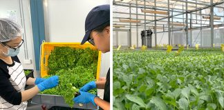 ComCrop: Touring A Rooftop Farm In Singapore