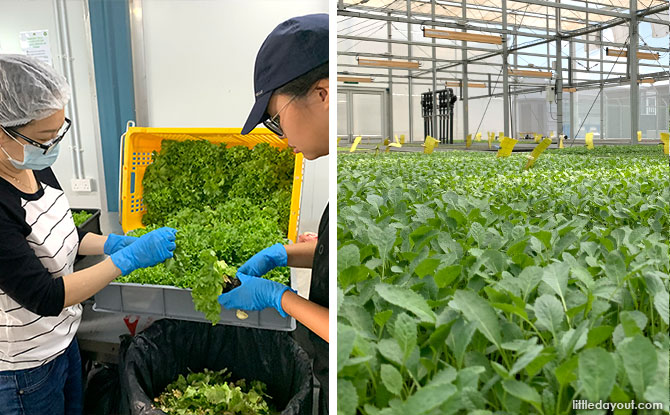 ComCrop: Touring A Rooftop Farm In Singapore