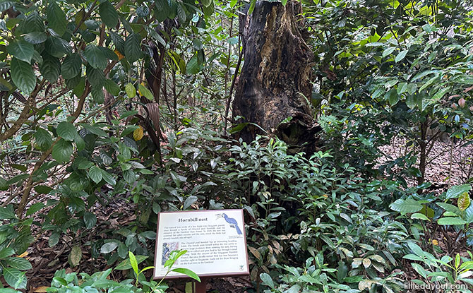 Old Hornbill Nest 