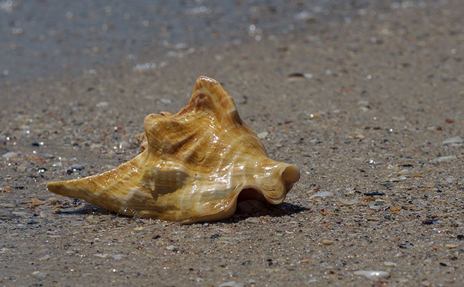 Conch