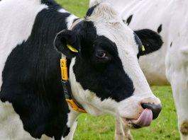 Best Cow Jokes That Will Moo-ve You To Laughter
