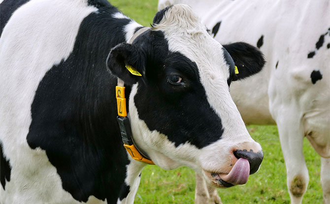 Best Cow Jokes That Will Moo-ve You To Laughter