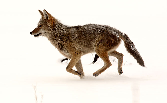 Coyote