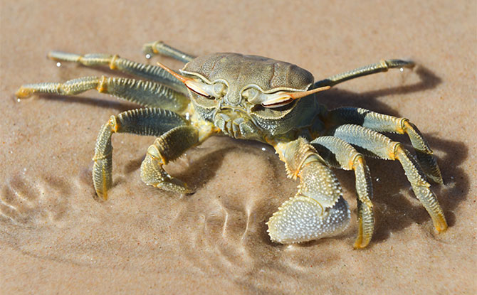 Crab