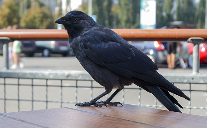 Crow