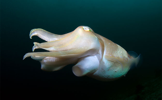 Cuttlefish