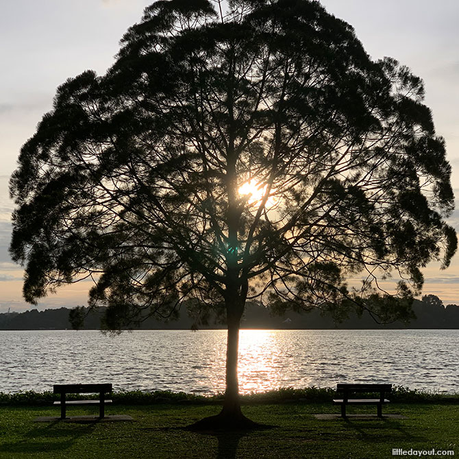 Upper Seletar Reservoir Tree