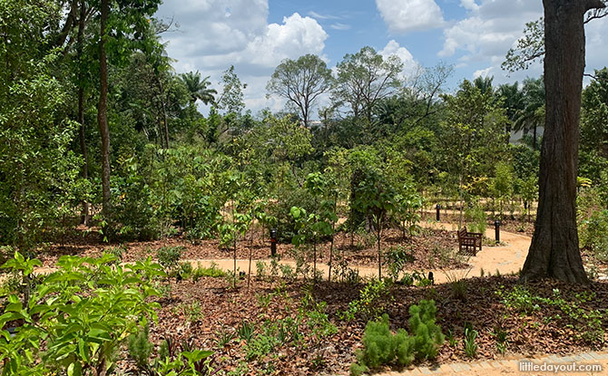 Gallop Valley at Singapore Botanic Gardens