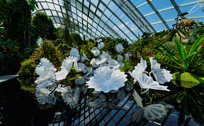 Dale Chihuly’s Ethereal White Persians Sculpture Gets A Permanent Place At Cloud Forest Dome