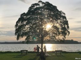 Upper Seletar Reservoir Tree: The Tree & Two Benches
