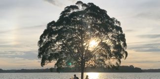 Upper Seletar Reservoir Tree: The Tree & Two Benches