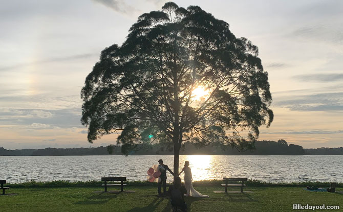 Upper Seletar Reservoir Tree: The Tree & Two Benches