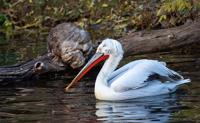 Dalmatian Pelican