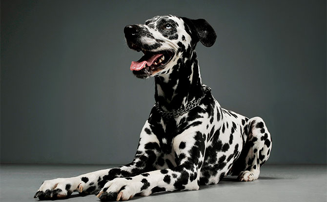 Dalmatian