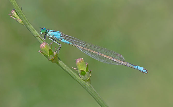 Damselfly