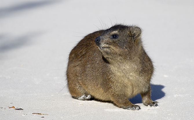 Dassie