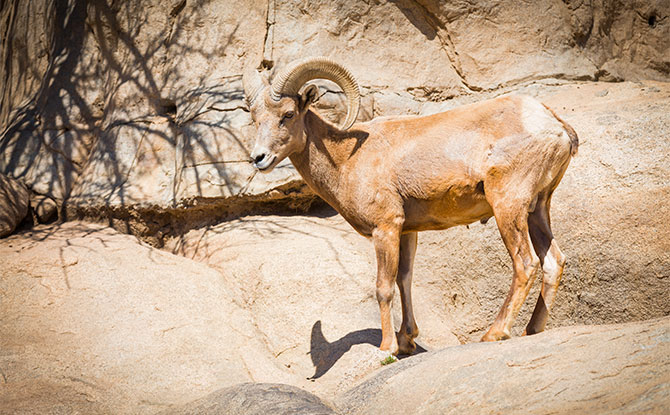 Desert bighorn sheep