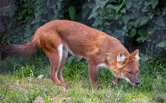 Dhole