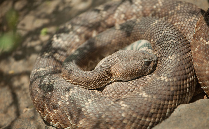 Diamondback Rattlesnake