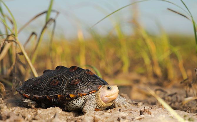 Diamondback terrapin