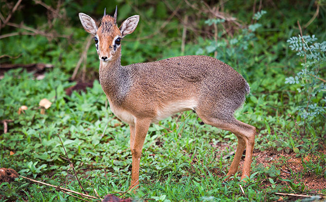 Dik-dik