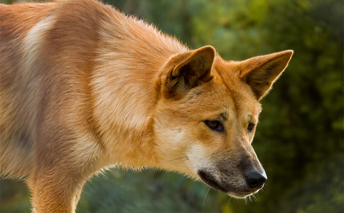 Dingo