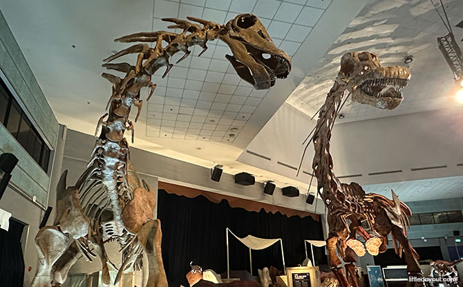 Dinosaurs | Extinctions | Us