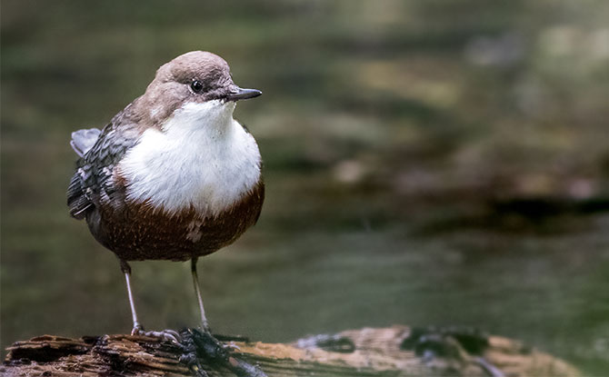 Dipper